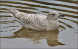 Thayers Iceland Gull, 1st cycle