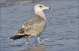 Herring Gull, 2nd cycle