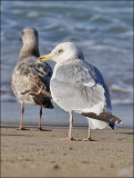 Herring Gull, basic adult with broken bill (1/2)