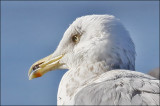 Herring Gull, basic adult with broken bill (2/2)