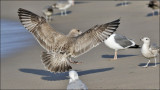 Herring Gull, 1st cycle (2/2)