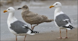 Glaucous-winged Gull, 1st cycle