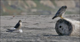 Peregrine Falcon adult pair (1 of 4)