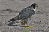 Peregrine Falcon, adult male (2 of 4)