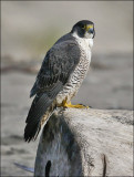Peregrine Falcon, adult female (3 of 4)