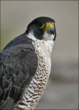 Peregrine Falcon, adult female (4 of 4)