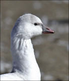 Ross's Goose (2 of 2)