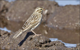 American Pipit