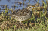 Western Meaddowlark