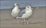 Herring gulls, basic adults (1 of 2)