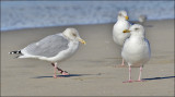 Herring Gulls, basic adults (2 of 2)