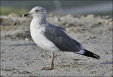 Lesser Black-backed Gull, 3rd cy