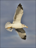 Lesser Black-backed Gull, adult