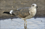 Lesser Black-backed Gull (L. f. graellsii), 2nd cycle