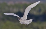 Iceland Gull, 1st cy
