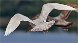 Iceland Gull, 1st cy