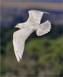 Iceland Gull, 1st cy