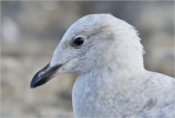 Iceland Gull, 1st cy