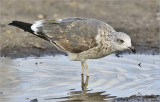 Lesser Black-backed Gull (L. f. graellsii), 2nd cy