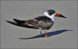 Black Skimmer, 1st cy