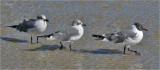 Laughing Gulls, basic adults with pre basic