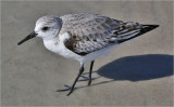 Sanderling, basic adult