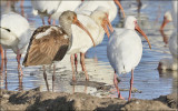 White Ibises. Adults with 1st cy