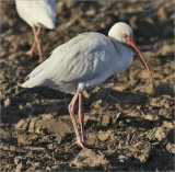 White Ibis, adult
