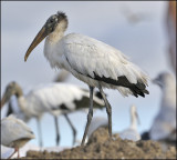 Wood Stork, adult