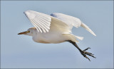 Cattle Egret, nonbreeding adult