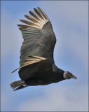 Black Vulture, adult