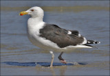 Great Black-backed Gull, adult