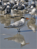Royal Tern, basic adult
