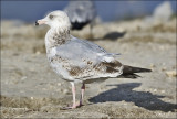 Herring Gull, 2nd cy