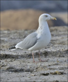 Herring Gull, basic adult