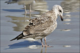 Herring Gull, 1st cy