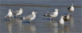 Gerring Gulls with Lesser Black-backed Gull (far right)