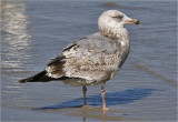 Herring Gull, 2nd cy