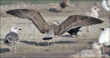 possible Lesser Black-backed Gull, 1st cy