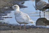 Iceland Gull, 1st cycle