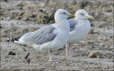 Herring Gull, basic adults (East Coast)