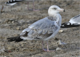 Herring Gull, 2nd cy (East Coast)