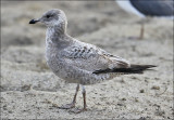 Herring Gull, 1st cy (East Coast)