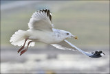 Herring Gull, basic adult (East Coast)