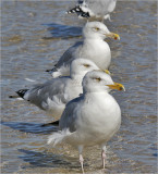 Herring Gulls, basic adults (East Coast)