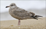 Herring Gull, 1st cy (1 of 2)