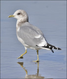 Mew Gull, winter adult