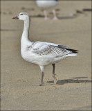 Snow Goose, juvenile (2 of 3)