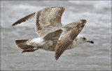Herring Gull, 2nd cycle (2 of 2)