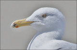 Herring Gull, adult